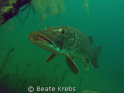 Pike in our favorite lake by Beate Krebs 